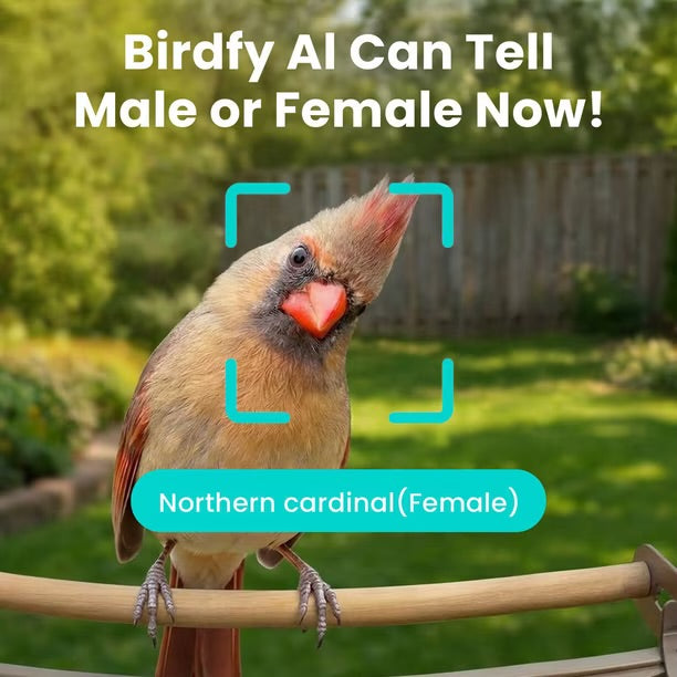 Birdfy Smart Metal Bird Feeder with Built-in Solar Panel and AI Camera